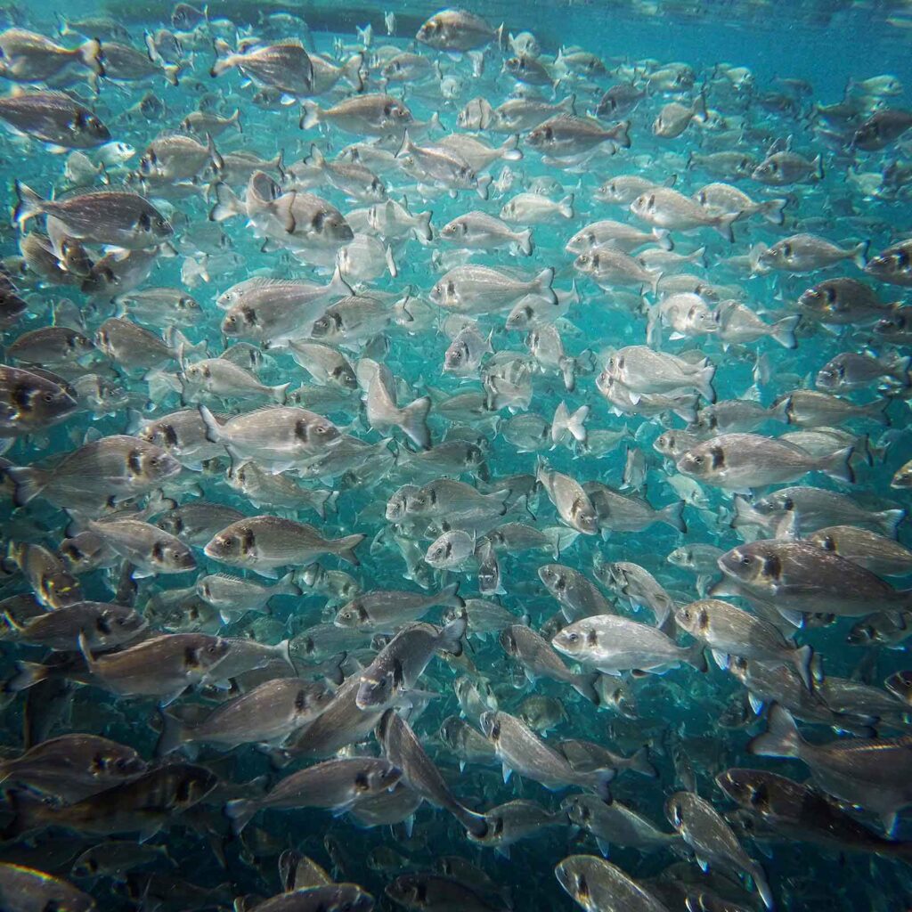 pesci-1600x1600 pesci in acqua